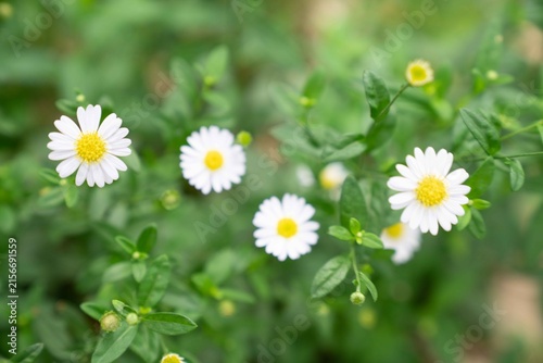 daisies in the grass