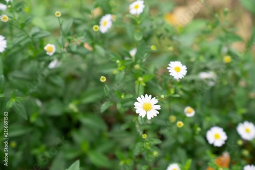 daisies in the grass