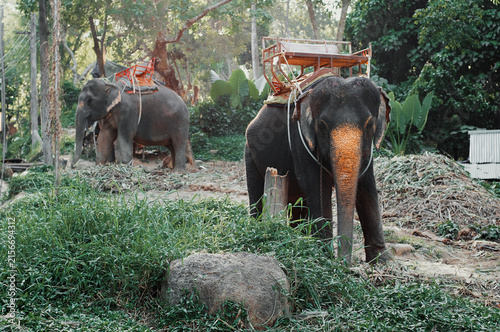Photography Two saddled elephants stand quietly in lush tropical forest elephant camp, tethered and ready for tourist rides