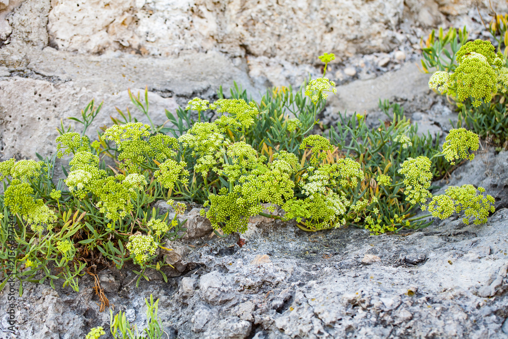 Fototapeta premium Wild Sea Fennel Growing Between Rocks on a Mediterranean CoastLeírás: