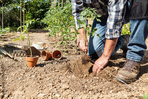 Close-up of farmer's hands planting tomato seedling in soil in organic field. Garden work in spring. Traditional agriculture.