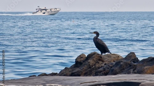 Cormorant On Rock With Speedboat Passing, Ligurian Sea, Italy