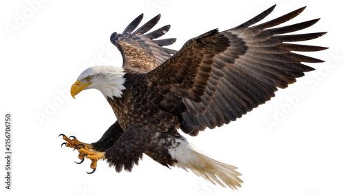 Photography Majestic bald eagle with outstretched wings and talons, isolated on transparent