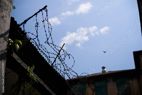 Bird flying beyond barbed wire against a blue sky