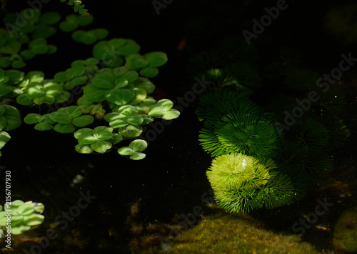 Floating aquatic plants with submerged underwater vegetation in a tranquil garden pond