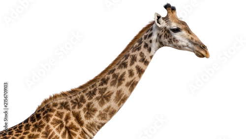 Foto Giraffe head and neck with distinctive brown patches, isolated on transparent ba