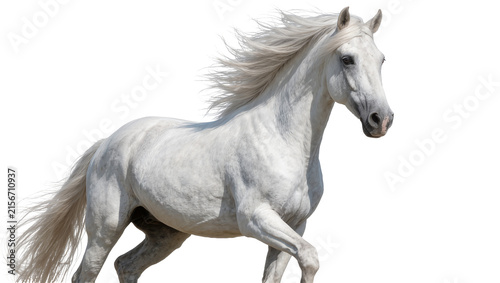 Obraz na plátně Majestic white horse with flowing mane running, isolated on transparent backgrou