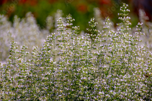 Fotografie Selective focus of Clinopodium nepeta flowers in the garden, Lesser calamint is a perennial herb of the mint family known for having fragrant, Grey green, Oregano like leaves with a pennyroyal smell