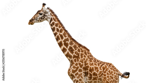 Photography Majestic giraffe with brown and white patterned coat, isolated on transparent ba