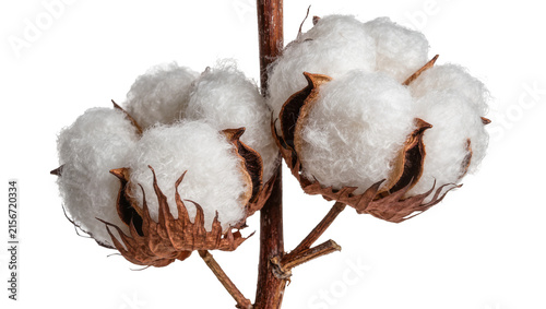 Foto Fluffy white cotton bolls with brown sepals on a thin branch, isolated on transp