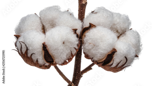 Obraz na płótnie Fluffy white cotton bolls with brown husks on a thin branch, isolated on transpa