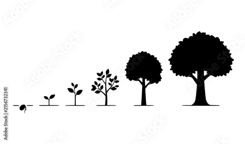 фотографія Growth stages of a tree from seed to fully grown mature plant illustrated in bla