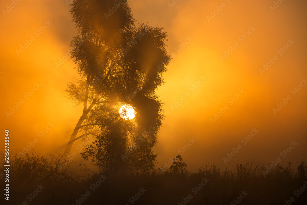 Naklejka premium Ethereal Silhouette of a Leaning Tree in Dense Morning Fog