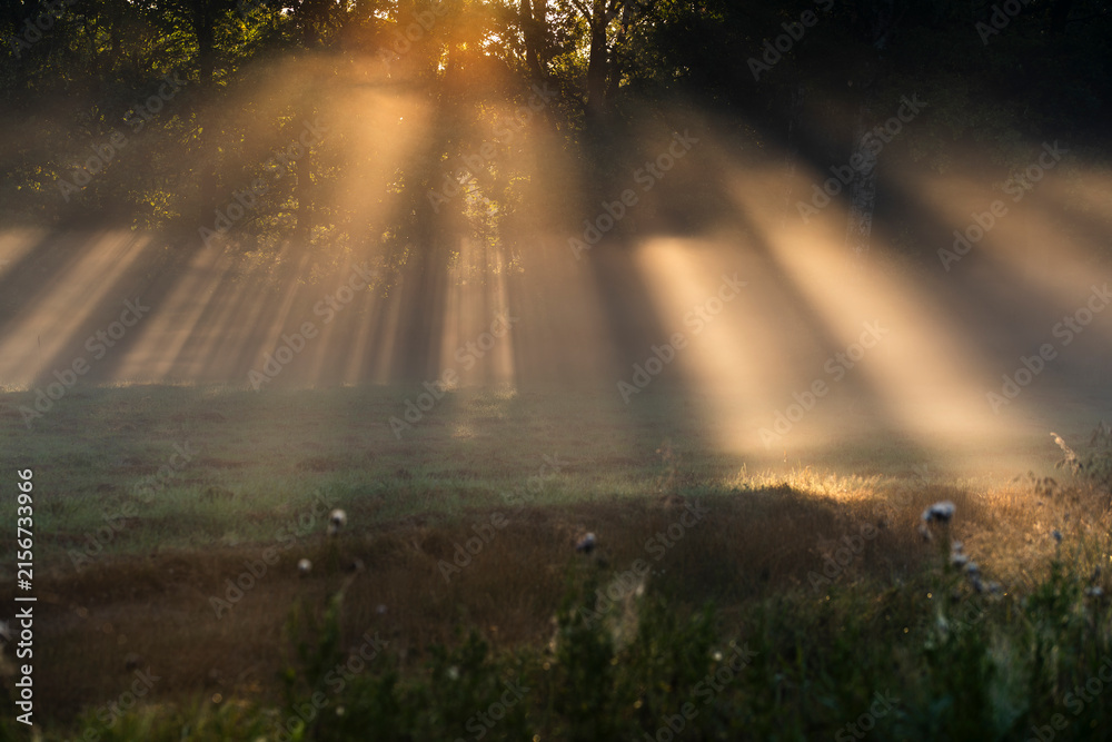 Fototapeta premium Magical morning sun rays piercing through thick mist and trees over a dewy meadow