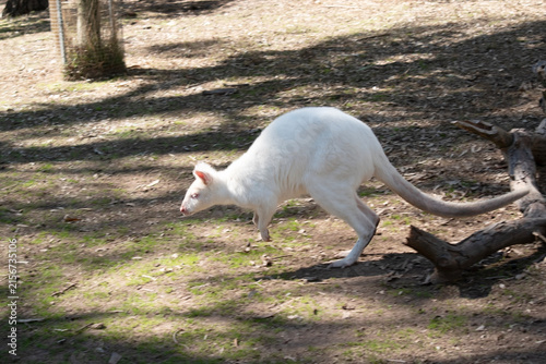 Bild auf Leinwand this is a side view of an albino red necked wallaby moving across the field