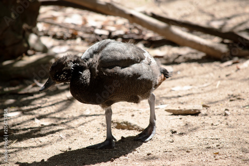 Fotografie this is a young Australian Shelduck