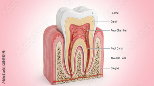 Human tooth anatomy cross-sectional diagram enamel dentin pulp chamber root canal alveolar bone gingiva dental health structure education medical illustration inspiration   generative ai