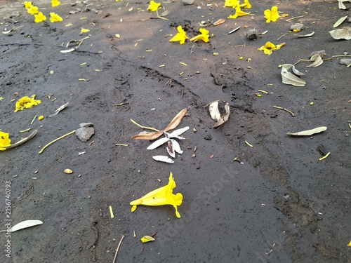 Scattered yellow petals, dry leaves, and small stones resting on dark, damp ground.
