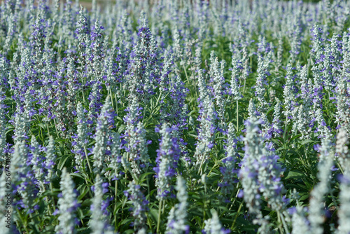 Purple and White Salvia Flowers Blooming in Garden