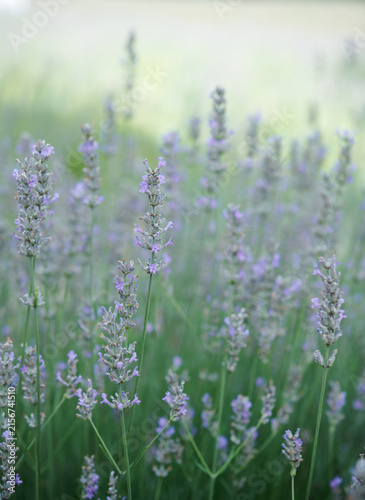 Lavender Flowers in Soft Natural Garden Background