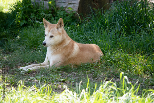 Konstfotografi the golden dingo is resting on the grass