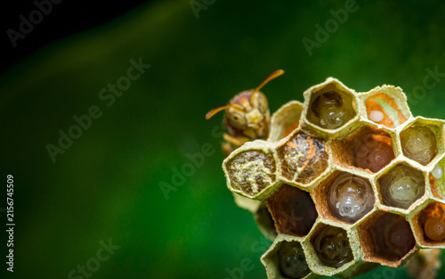 Wasp tending larvae in hexagonal paper comb nest