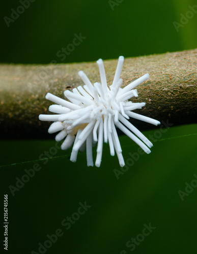 Photography White mealybug nymph resting on plant stem
