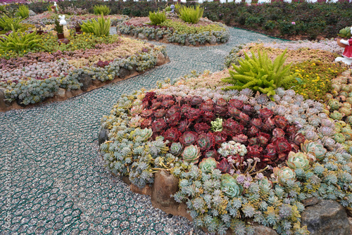 Vibrant succulent garden .The perfect low-maintenance garden inspiration