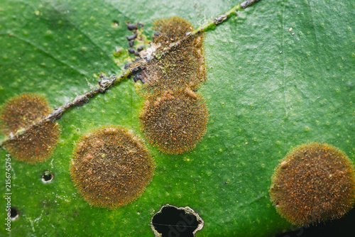 Photography Plant leaf showing disease and pest infestation