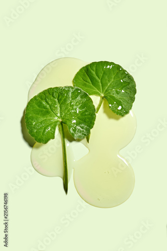 Fresh green centella asiatica leaves with transparent gel texture background, flat lay. Hydrogel or liquid serum swatch with cica extract