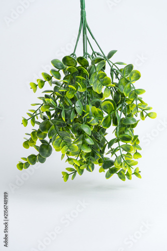 Artificial green plant branches with small leaves isolated on white background