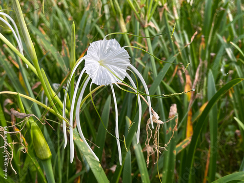 Peruvian Daffodil (Hymenocallis latifolia) Known also as Spider Lily, Ismene, or Basket Lily. Beautiful white flowers plants for tropical gardens 