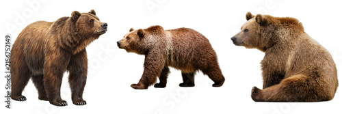 Cuadro en lienzo Powerful trio of grizzly brown bears in various natural poses, showcasing their majestic presence and thick fur