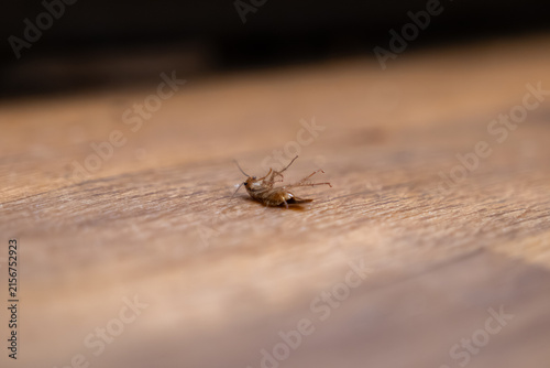 Dead cockroach lying upside down on a wooden floor, representing a household pest control situation and the necessity for professional extermination services in a residential area