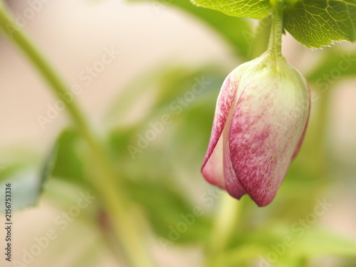 ピンク色のクリスマスローズの花の生態写真
