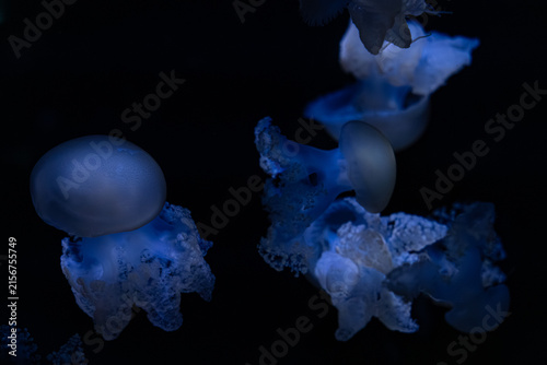 A group of bioluminescent blue jellyfish swim through dark deep waters, creating a peaceful and ethereal atmosphere that highlights the beauty and mystery of marine ecosystem life