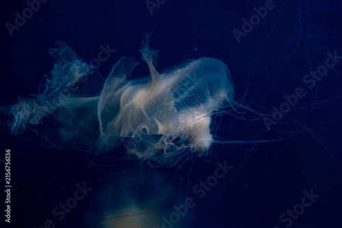 Photography A translucent jellyfish floats through the deep blue dark ocean water, with long