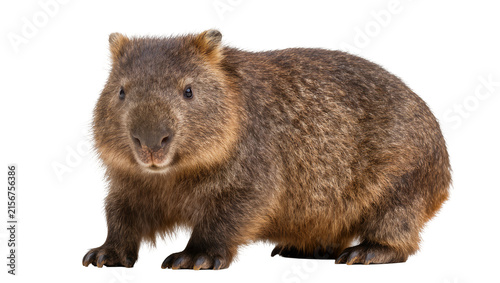 Cuadro en lienzo Fluffy brown wombat standing, isolated on transparent background