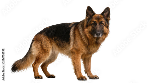 Bild auf Leinwand Majestic German Shepherd dog standing alert, isolated on transparent background