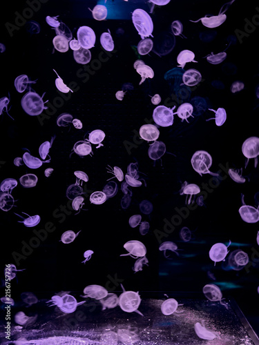 Bild auf Leinwand A group of glowing translucent jellyfish floats through deep dark ocean water, c