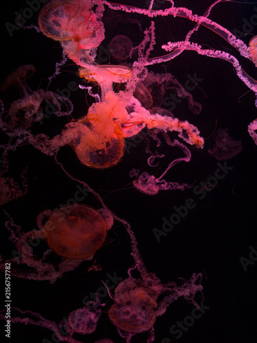 Fotografie Group of vibrant pink jellyfish floating in deep dark water, creating a surreal