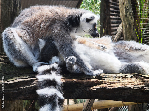 Cuadro en lienzo the lemurs are preenining each other