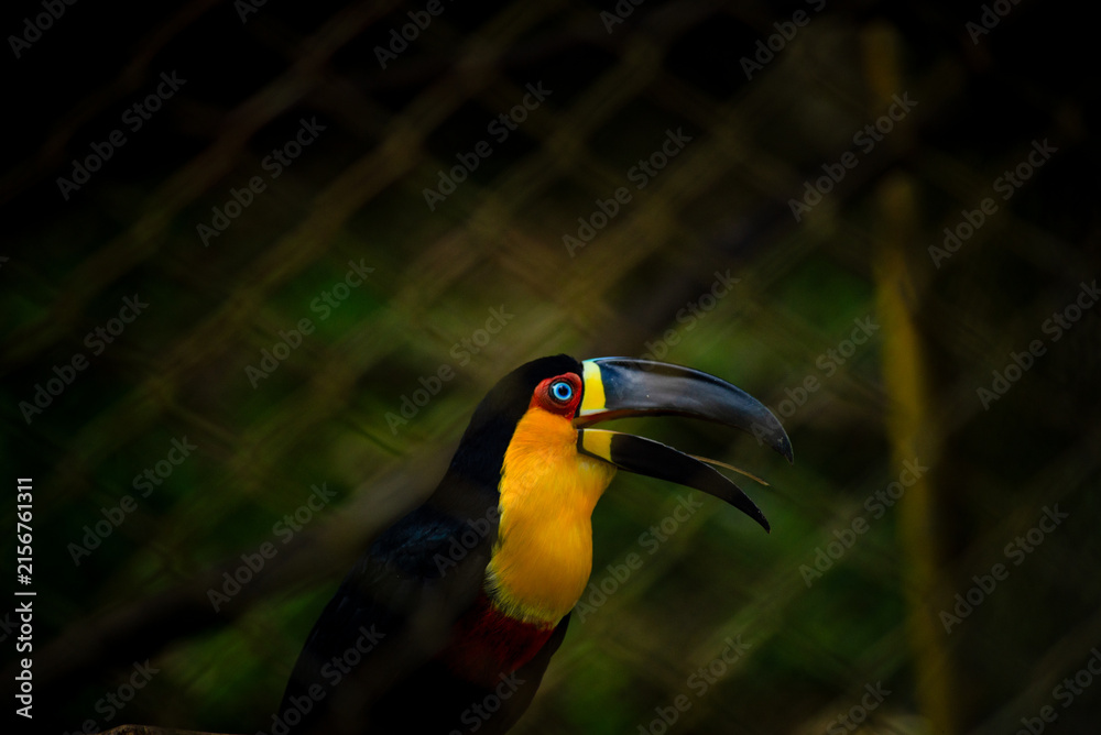 Naklejka premium Black-billed Toucan in Close-up