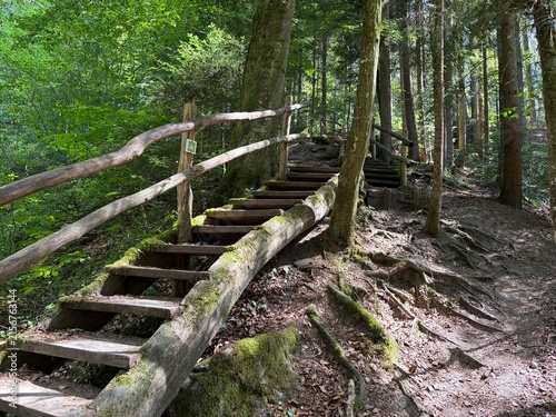 Wooden staircase leading through a green forest