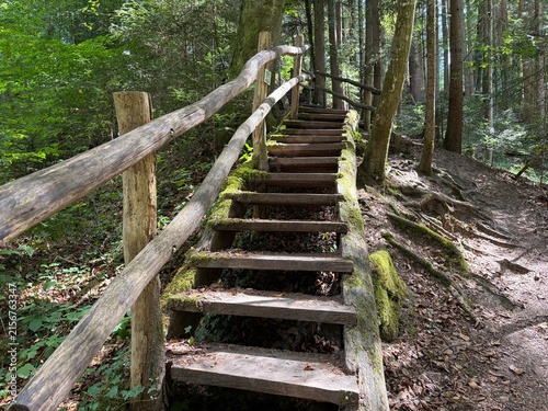 Rustic wooden steps on a forest hiking trail