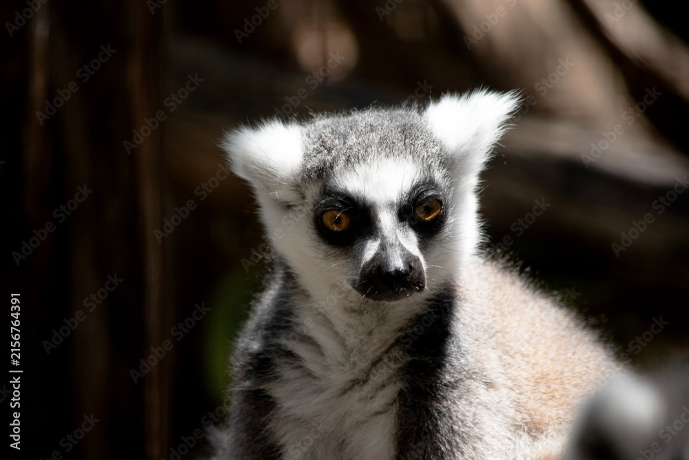 Naklejka premium this is a close up of a ringtailed lemur
