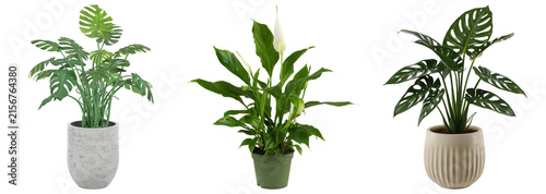 Obraz na plátně Three potted houseplants: Monstera deliciosa, Spathiphyllum, and Monstera adanso