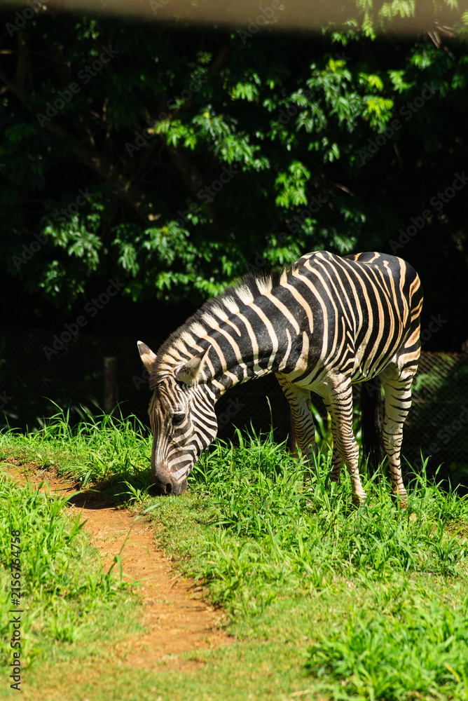 Naklejka premium Zebra grazing at the zoo