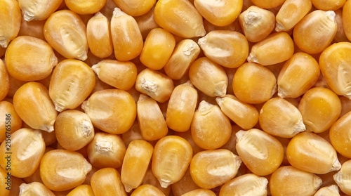 Corn kernels spread across frame creating a raw yellow dried maize seed background pattern.