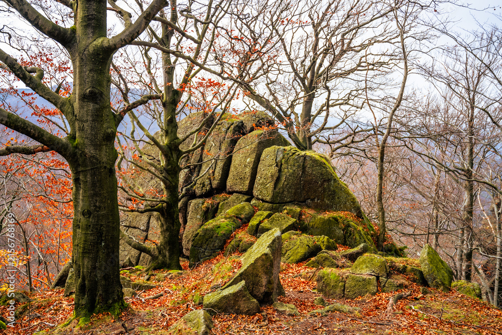 Obraz premium On an autumn day in the beech forest of the Jizera mountains near Oresnik rock, rocks and trees show off fall colors. Leaves cover the ground as the trees stand bare and strong.